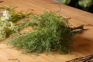 UK Homeliving Asparagus Fern Bunch