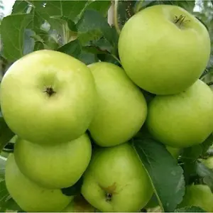 Dwarf Patio Greensleeves Apple Tree, Self-Fertile,Sweet,Crisp & Juicy