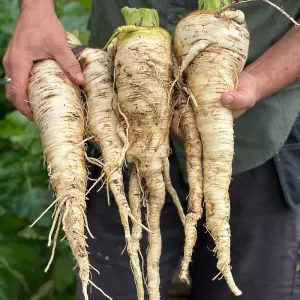 Parsnip Sabre F1 1 Seed Packet