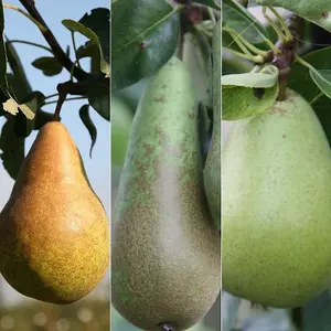 Pear Doyenne Comice & Conference & Concorde Family Pear Fruit Tree 2L Pot 1.5m