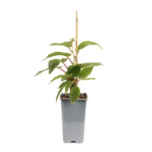 1 x Fig Tree 'Brown Turkey' Fruit Plant in a 2L Pot - Grow Your Own Fruit in UK Gardens Ready to Plant Out Fruit Tree Supplied as