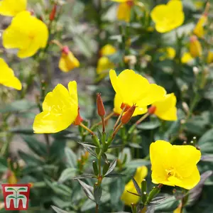 Evening Primrose Promo New Kew Range 1 Seed Packet (500 Seeds)