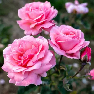 Rose Duo Collection 4 Bare Root Plants