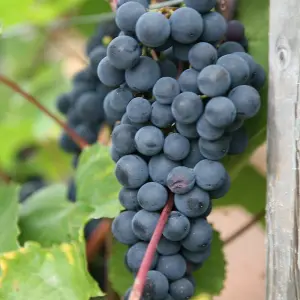 Black Grape Boskoop Glory Seedless Fruit Bush Vitis Vinifera Vine Plant 2L Pot