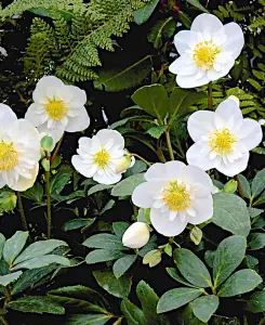 Helleborus Snowdrift - 3 Christmas rose plants in 9cm pots