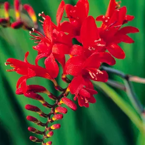 Crocosmia Lucifer - Bright Red Fiery Flowers, Low Maintenance, Hardy (20-30cm Height Including Pot)