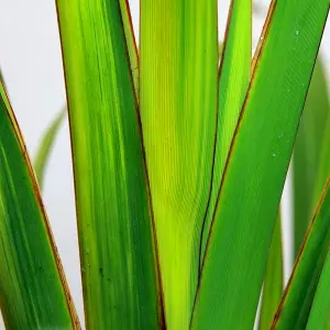 Phormium Yellow Wave Garden Plant - Striking Yellow Variegation, Compact Size, Hardy (25-35cm Height Including Pot)