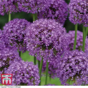 30 Allium Purple Sensation Bulbs