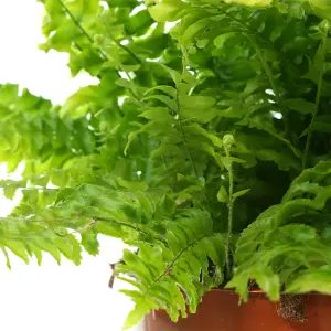 Nephrolepis Boston Fern - Gorgeous Lush Foliage, Indoor Plant for Shady Corners, Ideal for UK Homes (25-35cm Height Including Pot)