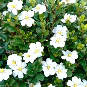 Gardenia Sweetheart Garden Plant - Fragrant White Flowers, Compact Size (15-25cm Height Including Pot)