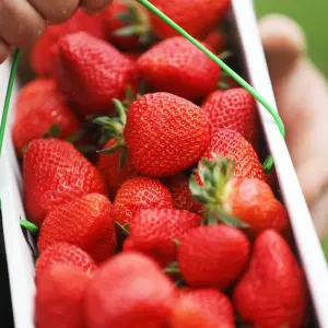 3 x Strawberry Red Gauntlet Fruit Plants - Hardy Garden Bushes in 9cm Pots