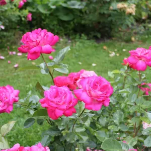 Rose Bush 'Gaujard' - Double Petalled Hybrid Tea Rose Bush in 3 Litre Pot