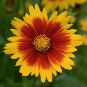 Coreopsis UpTick Gold and Bronze - Striking Gold and Bronze Blooms, Compact, Sun (30-40cm Height Including Pot)