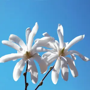 White Magnolia Stellata Star Magnolia Standard Tree 70cm Tall in a 3L Pot Ready to Plant Out in Garden