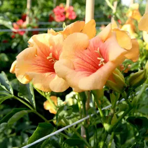 Campsis Summer Jazz Sunrise Gold 2 Litre 15cm Potted Plant x 2