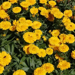 Calendula Nana Candyman Yellow 1 Seed Packet (100 Seeds)