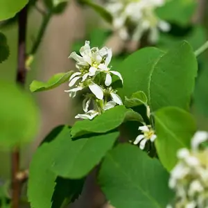 Saskatoon Berry 4 Litre Potted Plant x 1