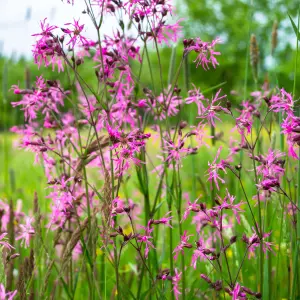 Lincolnshire Pond Plants Ltd Marginal Plants - Pond Plants (Lychnis-flos-cuculi)  - 2x Plants and 2 Pots & compost