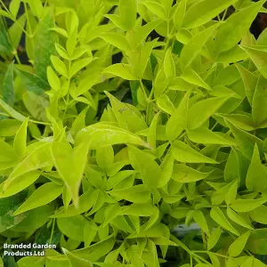 Nandina domestica Magical Lemon and Lime 9cm Pot x 1