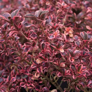 Coprosma Rainbow Surprise - Variegated Red and Green Foliage, Evergreen, Hardy (20-30cm Height Including Pot)