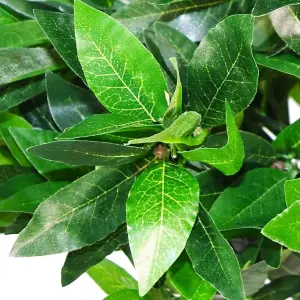 3ft Artificial Outdoor Laurel Bay Leaf Tree