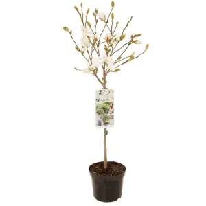 White Magnolia Stellata Star Magnolia Standard Tree 70cm Tall in a 3L Pot Ready to Plant Out in Garden