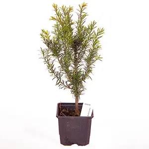 Yew Hedging Plant, Taxus baccata, 9cm Pot 25-35cm Tall, Pack of 50, Evergreen, Ready to Plant