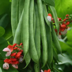 Runner Bean Tenderstar 1 Seed Packet