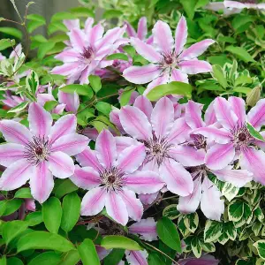 Clematis Nelly Moser - Stunning Flowering Vine for Beautiful UK Gardens - Outdoor Plant (30-40cm Height Including Pot)