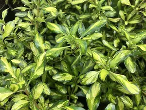 2 x Coprosma Lemon and Lime Mirror Plant - 15-30cm in Height Inc Pot - Evergreen