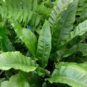 4 x Fern Plant Mix in 9cm Pots - Ready to Plant Outdoor Ferns - Mixed Varieties