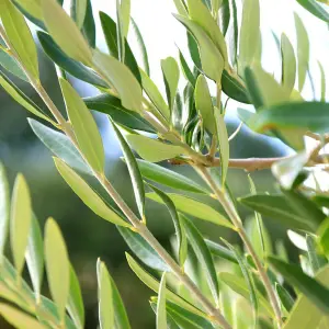 2 x Olive Trees with Mature Stems - Outdoor 'Olea Europa' in a 14cm Pot