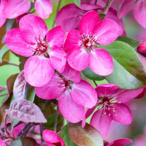 Malus Toringo Scarlett Tree - Crab Apple Ornamental Tree, Deep Pink Flowers, Hardy, Low Maintenance (5-6ft)