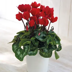 Gift Cyclamen Christmas Wish Red In Cream Zinc Pot