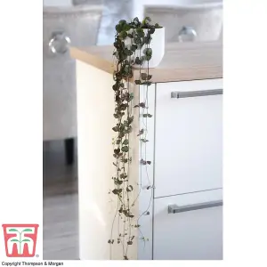 String of Hearts Houseplant - 10cm Hanging Pot x 2