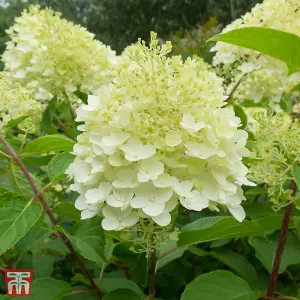 Hydrangea Paniculata Silver Dollar 9cm Potted Plant  x 1