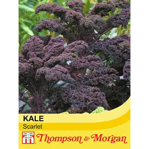 Kale Scarlet 1 Seed Packet (200 Seeds)