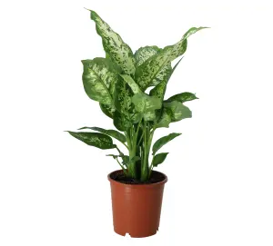 Verve Leopard lily in Plastic Grow pot 12cm