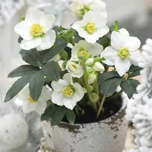 Helleborus Christmas Carol Hellebore Christmas Rose 3 Plants in 12cm Pots