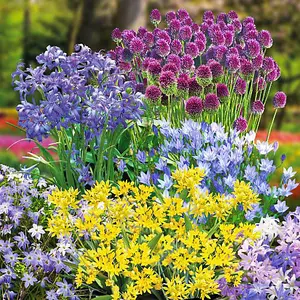 300 Fantastic Spring Flowering Bulbs - Ideal for Patio Containers, Garden Borders & Window Boxes - 5 Varieties