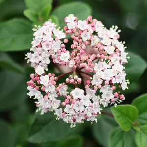 Eve Price Laurustinus Outdoor Shrub Plant Viburnum Tinus 2L Pot