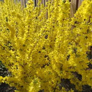 Forsythia Flojor - Vibrant Yellow Foliage and Flowers, Deciduous Shrub (20-30cm Height Including Pot)