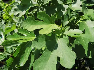 Ficus Fig Tree Mix x3 Plants - Varieties Like Brown Turkey - Rouge De Bordeaux