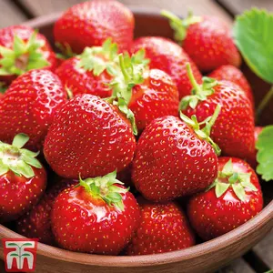 18 Strawberry Fruit Plants Full Season Collection (Honeoye, Cambridge Favourite, Florence) Easy to Grow Your Own Strawberries