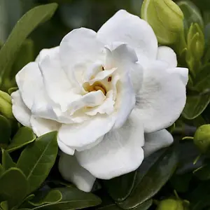 Winter Hardy Gardenia 'Crown Jewel' Flowering Shrub Plant in a 9cm Pot Hardy Shrubs Ready to Plant Out