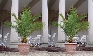 1 x Phoenix Canary Palm Tree 1.5 Litre Potted Plant  - Tropical Style - Ideal for Patio Containers