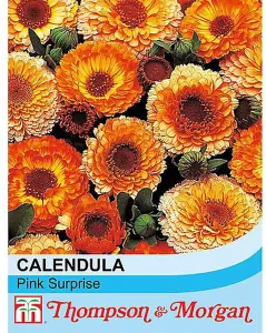 Calendula Pink Surprise 1 Seed Packet (100 Seeds)