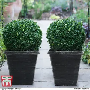 Evergreen Topiary Buxus Ball - Potted Plant x 2 + 2 Patio Planters - Outdoor Plant, Hedging & Patio Containers