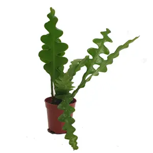 House Plant - Fishbone Cactus - 9 cm Pot size - 20-30 cm Tall - Epiphyllum Anguliger - Indoor Plant