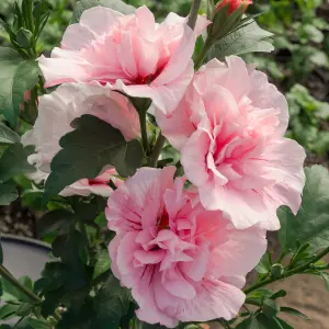 Double Flowered Hibiscus 'Chiffon Pink' in a 3L Pot - Potted Hibiscus Plants for Gardens